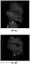 Fig. 31 - IDENTIFICATION OF BIOMIMETIC VIRAL PEPTIDES AND USES THEREOF