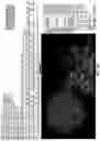 Fig. 32 - IDENTIFICATION OF BIOMIMETIC VIRAL PEPTIDES AND USES THEREOF