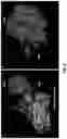 Fig. 61 - IDENTIFICATION OF BIOMIMETIC VIRAL PEPTIDES AND USES THEREOF