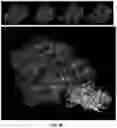 Fig. 62 - IDENTIFICATION OF BIOMIMETIC VIRAL PEPTIDES AND USES THEREOF