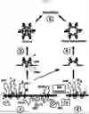 Fig. 03 - ZIKA VIRAL ANTIGEN CONSTRUCTS