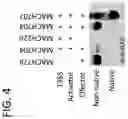 Fig. 05 - ADAS COMPRISING BACTERIAL SECRETION SYSTEMS