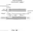 Fig. 03 - Engineered Bacterial Strain and Method of Use for One-Pot Vitamin C Synthesis
