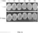 Fig. 05 - Engineered Bacterial Strain and Method of Use for One-Pot Vitamin C Synthesis