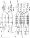 Fig. 05 - Wavelength-division-multiplexing optical circuit implemented in photonic integrated circuit for optical transmitter