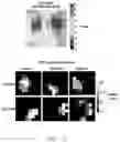 Fig. 16 - Method of determining brain activity and electronic device performing the method