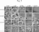 Fig. 02 - BIODEGRADEABLE MULTI-CAVITY MICROPARTICLES AND THEIR USE IN TREATMENT