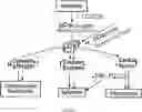 Fig. 02 - NOVEL BIOENERGETIC/ANTI INFLAMMATORY THERAPY