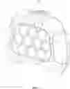 Fig. 02 - Whack-a-mole toy
