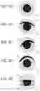 Fig. 09 - Autonomously acting robot that generates and displays an eye image of the autonomously acting robot
