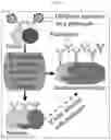 Fig. 02 - SYSTEMS AND METHODS TO PRODUCE B CELLS GENETICALLY MODIFIED TO EXPRESS SELECTED ANTIBODIES