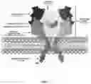 Fig. 02 - Humanized antibodies against PSMA