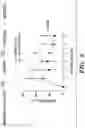 Fig. 05 - METHODS AND COMPOSITIONS FOR IMMUNOMODULATION