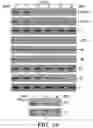 Fig. 18 - METHODS AND COMPOSITIONS FOR IMMUNOMODULATION