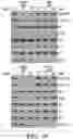 Fig. 19 - METHODS AND COMPOSITIONS FOR IMMUNOMODULATION