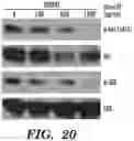 Fig. 20 - METHODS AND COMPOSITIONS FOR IMMUNOMODULATION