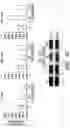Fig. 22 - METHODS AND COMPOSITIONS FOR IMMUNOMODULATION