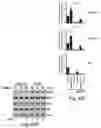 Fig. 31 - METHODS AND COMPOSITIONS FOR IMMUNOMODULATION
