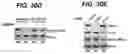 Fig. 34 - METHODS AND COMPOSITIONS FOR IMMUNOMODULATION