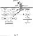 Fig. 37 - METHODS AND COMPOSITIONS FOR IMMUNOMODULATION