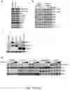 Fig. 38 - METHODS AND COMPOSITIONS FOR IMMUNOMODULATION