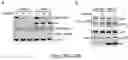 Fig. 39 - METHODS AND COMPOSITIONS FOR IMMUNOMODULATION