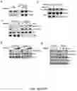 Fig. 40 - METHODS AND COMPOSITIONS FOR IMMUNOMODULATION