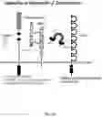 Fig. 42 - METHODS AND COMPOSITIONS FOR IMMUNOMODULATION