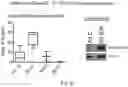 Fig. 44 - METHODS AND COMPOSITIONS FOR IMMUNOMODULATION