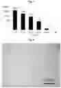 Fig. 03 - Method for producing a conductive polyurethane composite material, and said material