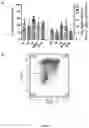 Fig. 07 - SYSTEMS AND METHODS FOR DIFFERENTIATING HEMATOPOIETIC CELLS