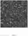 Fig. 20 - SYSTEMS AND METHODS OF DETECTING DENSELY-PACKED ANALYTES