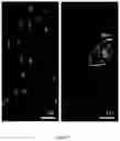 Fig. 21 - SYSTEMS AND METHODS OF DETECTING DENSELY-PACKED ANALYTES