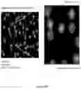 Fig. 31 - SYSTEMS AND METHODS OF DETECTING DENSELY-PACKED ANALYTES