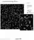 Fig. 32 - SYSTEMS AND METHODS OF DETECTING DENSELY-PACKED ANALYTES