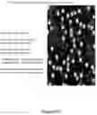 Fig. 36 - SYSTEMS AND METHODS OF DETECTING DENSELY-PACKED ANALYTES