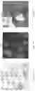 Fig. 50 - SYSTEMS AND METHODS OF DETECTING DENSELY-PACKED ANALYTES