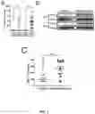 Fig. 02 - METHODS AND COMPOSITIONS FOR SIRT1 EXPRESSION AS A MARKER FOR ENDOMETRIOSIS AND SUBFERTILITY