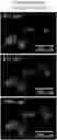 Fig. 01 - ANTIFUNGAL COMPOSITES AND METHODS THEREOF