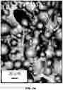 Fig. 02 - ANTIFUNGAL COMPOSITES AND METHODS THEREOF