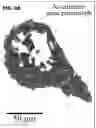 Fig. 05 - ANTIFUNGAL COMPOSITES AND METHODS THEREOF