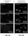 Fig. 41 - ANTIFUNGAL COMPOSITES AND METHODS THEREOF