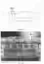 Fig. 07 - A Multi-Sample System for Engineered Tissue Strip Assays