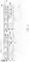 Fig. 08 - Packages Formed Using RDL-Last Process
