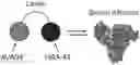 Fig. 01 - SERUM ALBUMIN-BINDING POLYPEPTIDES