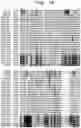 Fig. 07 - INSECTICIDAL POLYPEPTIDES HAVING IMPROVED ACTIVITY SPECTRUM AND USES THEREOF