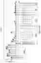 Fig. 119 - METHODS AND COMPOSITIONS FOR EVOLVING BASE EDITORS USING PHAGE-ASSISTED
CONTINUOUS EVOLUTION (PACE)