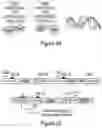 Fig. 45 - METHODS AND COMPOSITIONS FOR EVOLVING BASE EDITORS USING PHAGE-ASSISTED
CONTINUOUS EVOLUTION (PACE)