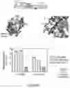 Fig. 55 - METHODS AND COMPOSITIONS FOR EVOLVING BASE EDITORS USING PHAGE-ASSISTED
CONTINUOUS EVOLUTION (PACE)