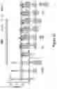 Fig. 69 - METHODS AND COMPOSITIONS FOR EVOLVING BASE EDITORS USING PHAGE-ASSISTED
CONTINUOUS EVOLUTION (PACE)
